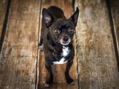 Chihuahua Groom