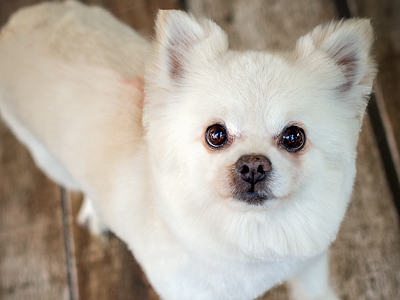 Pomeranian Groom