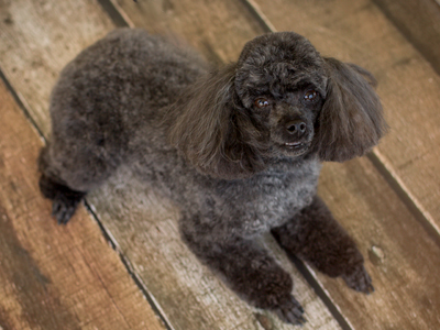 Poodle Groom