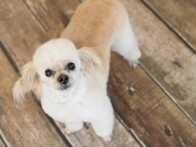 Poodle Groom