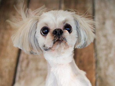 Shih Tzu Groom