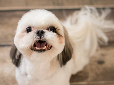 Shih Tzu Groom